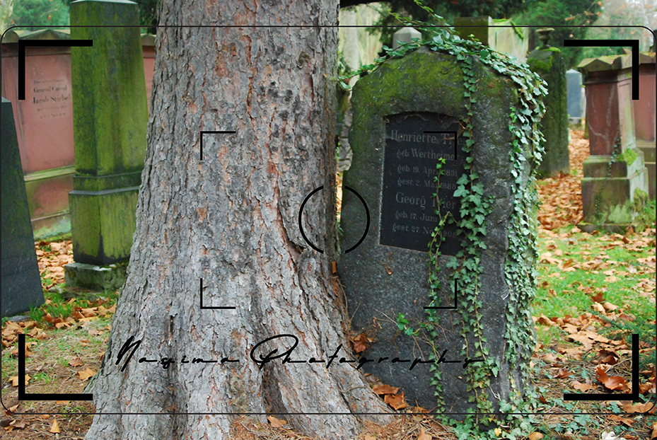 
					Von Efeu überwachsener Grabstein neben einem alten Baum auf dem Alten Jüdischen Friedhof in Frankfurt am Main.
