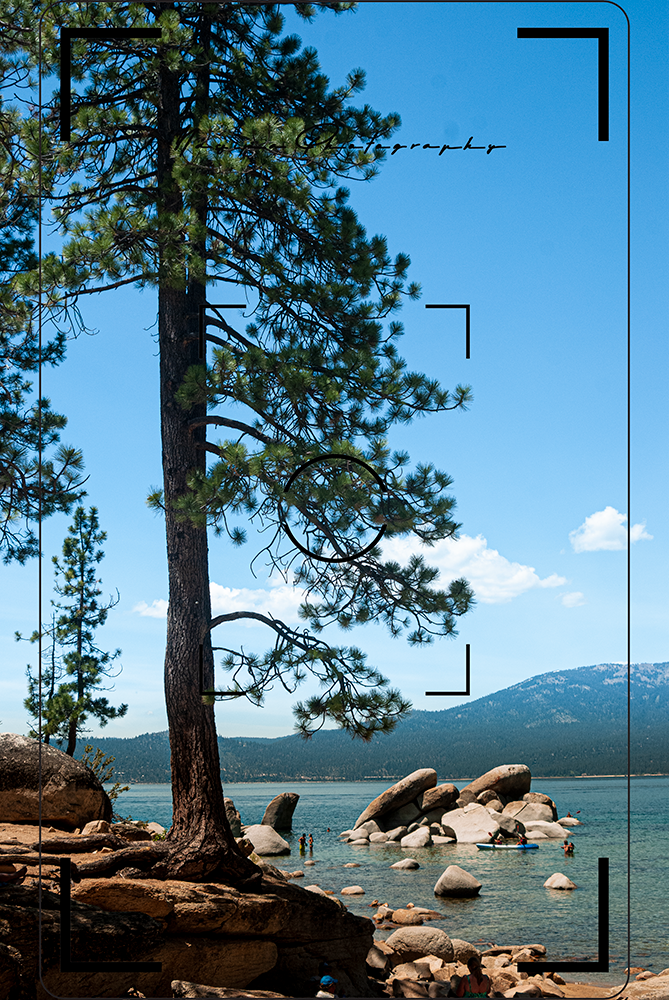 pine tree at the shore of Lake Tahoe at Sand harbor Nevada State Park